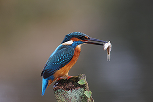 Eisvogel