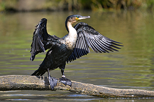 Kormoran