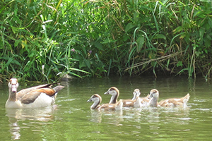 NIlgans