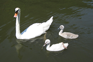 Schwan