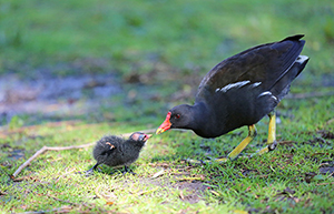 Teichhuhn