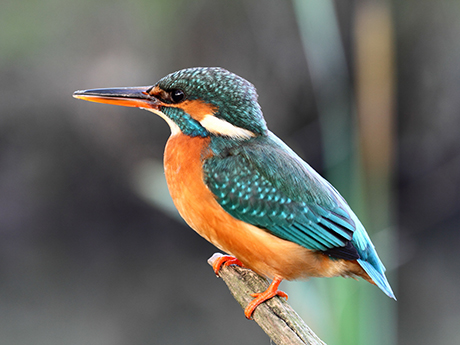 eisvogel lahn